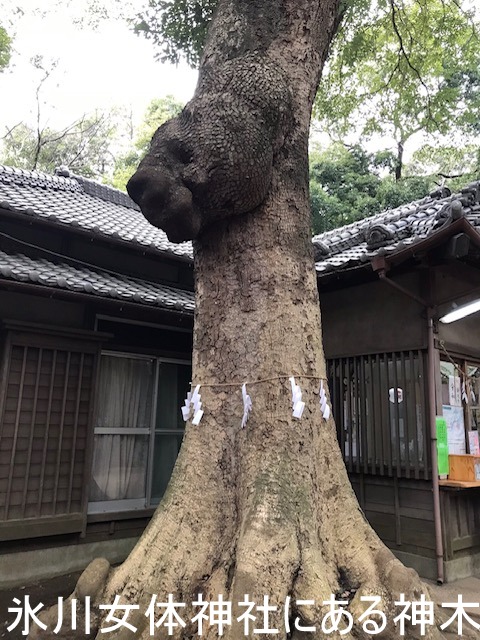 氷川女体神社にある神木です。何か不思議な感覚を覚える巨木